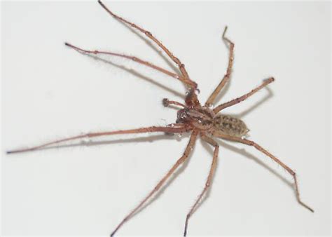 Northwest Spider